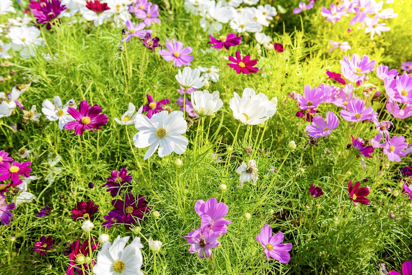 White and pink cosmos