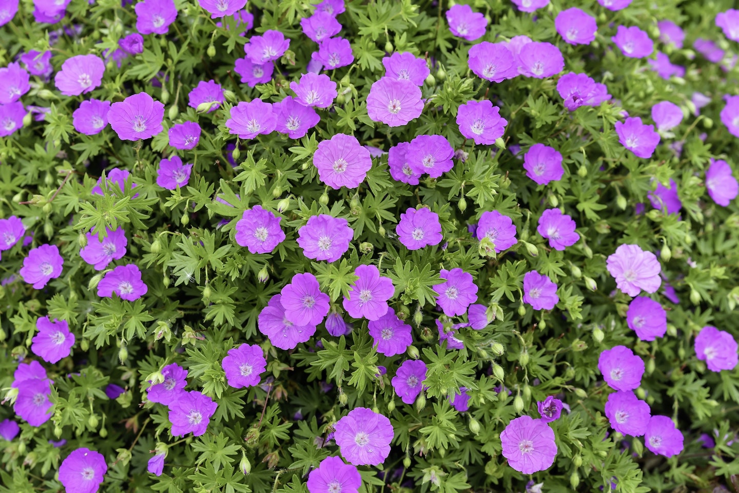 Purple hardy geraniums