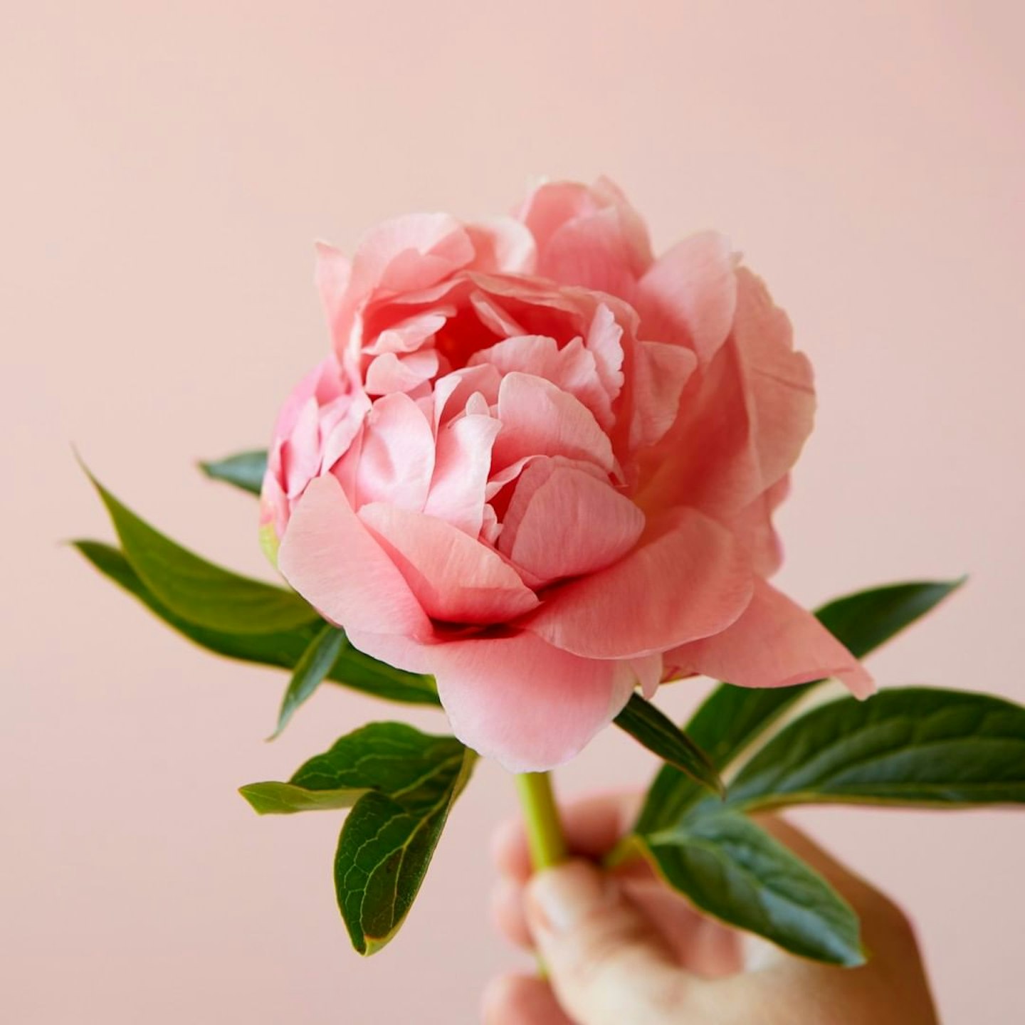 BLOOM & WILD Presents: Flower Hour