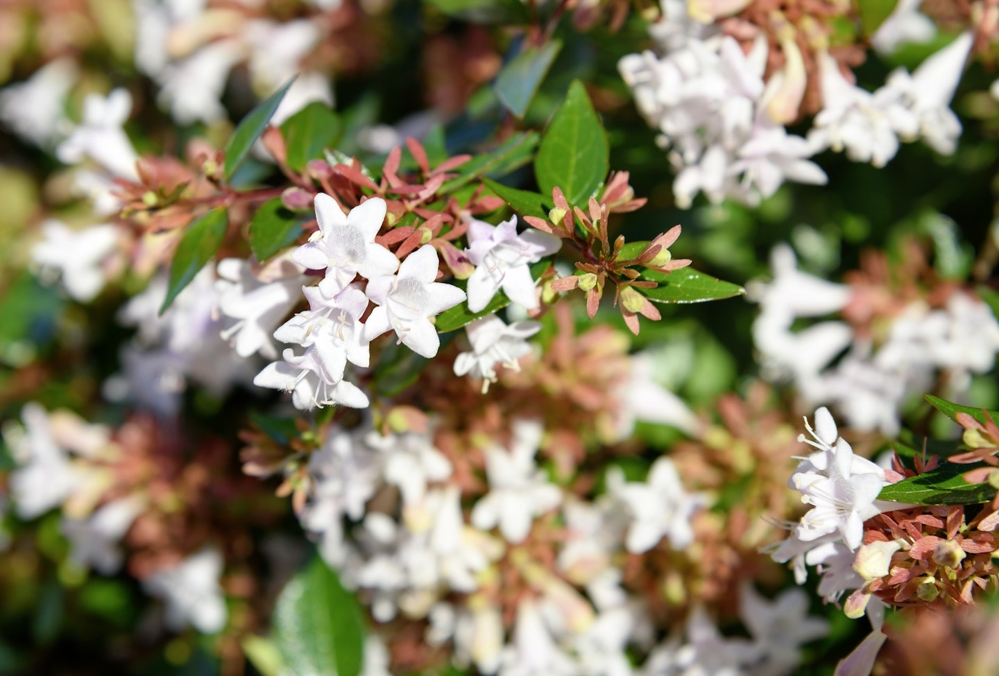 Abelia grandiflora  