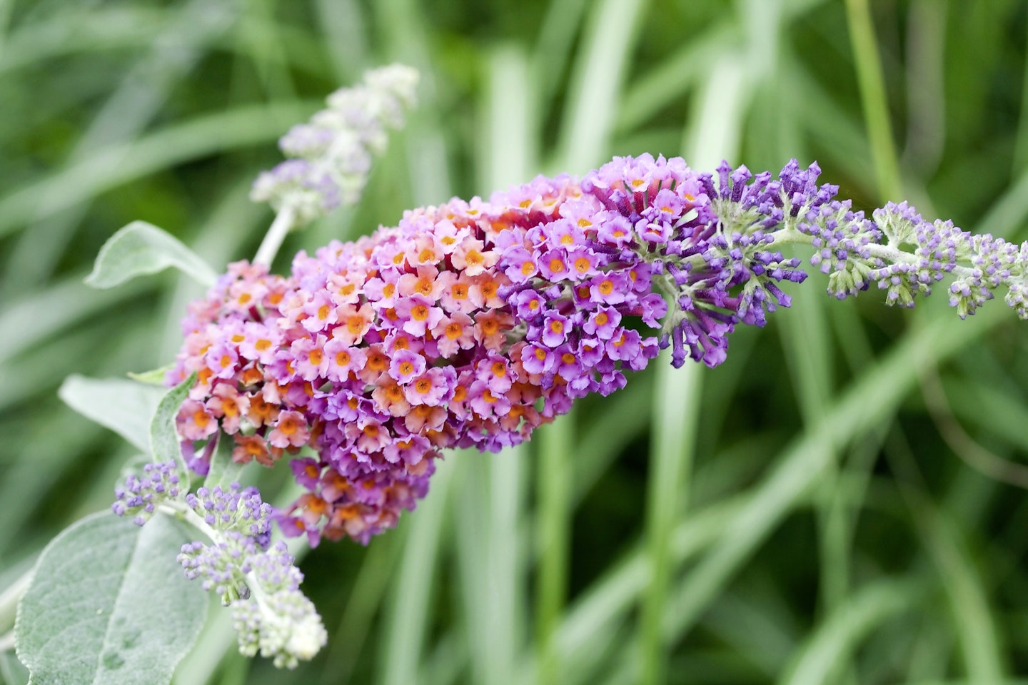 Buddleja weyeriana ‘Bicolour’  