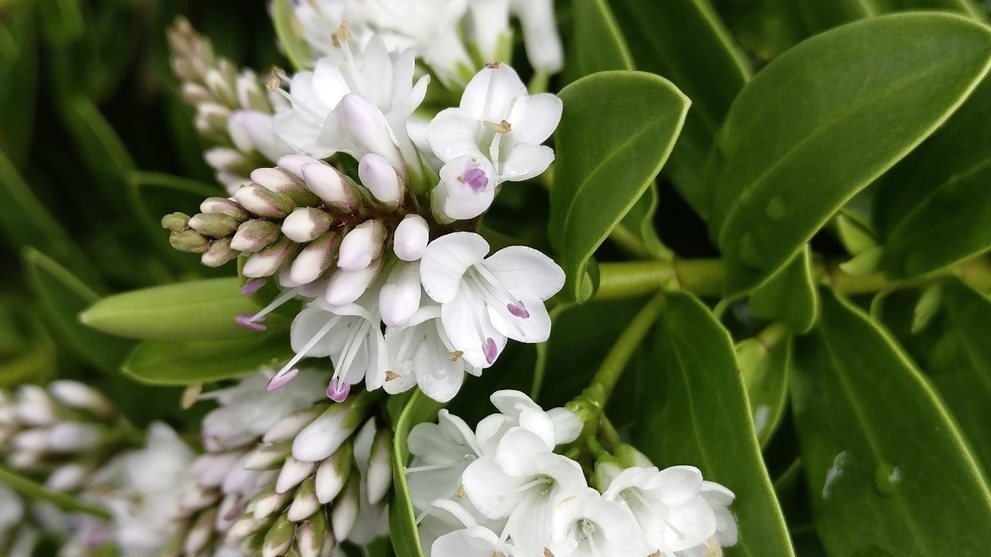 Hebe albicans