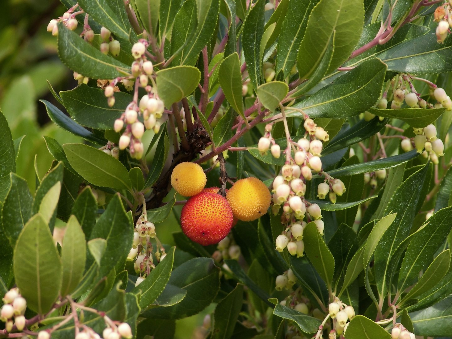 Arbutus unedo ‘Compacta’  