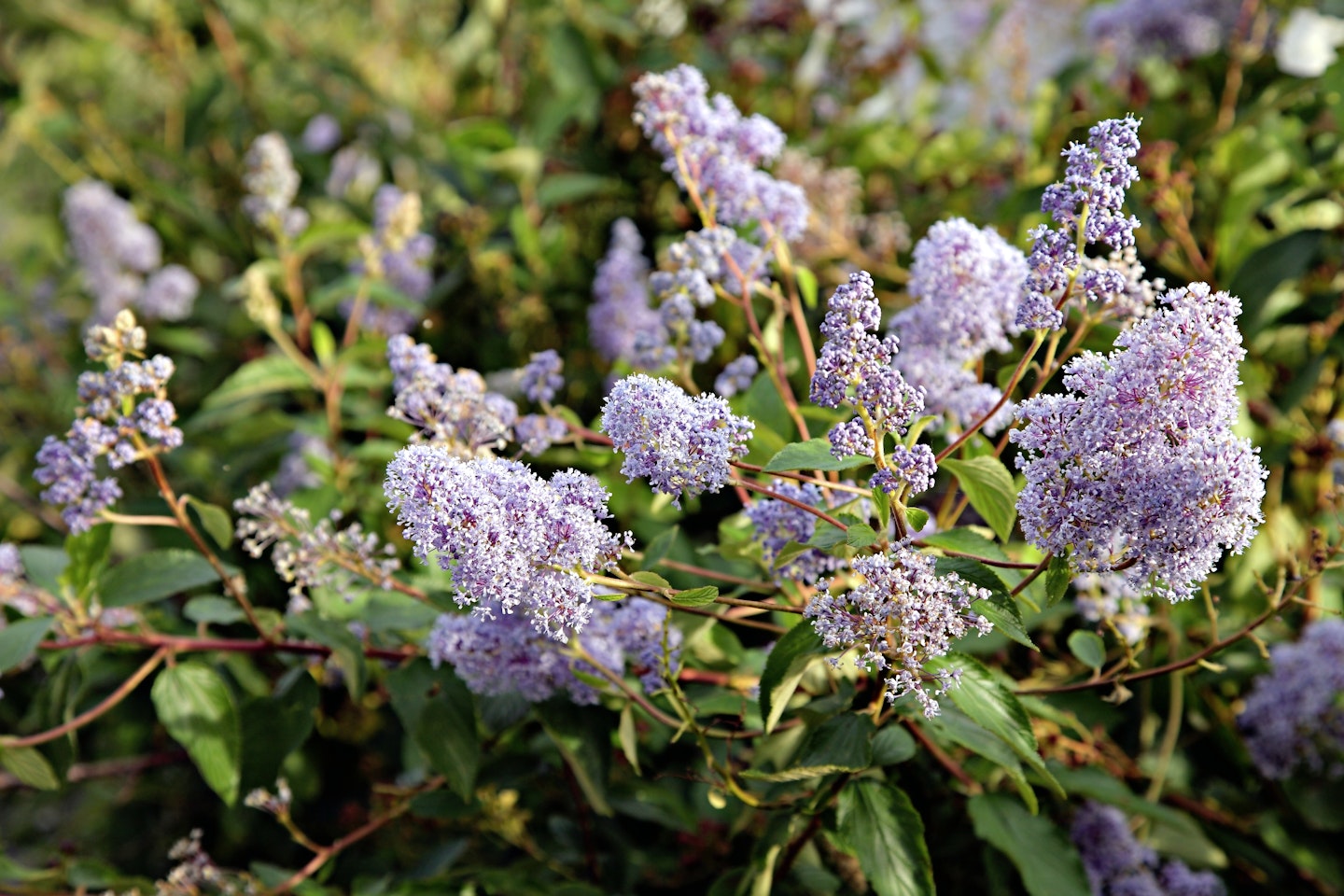 Ceanothus ‘Gloire de Versailles’