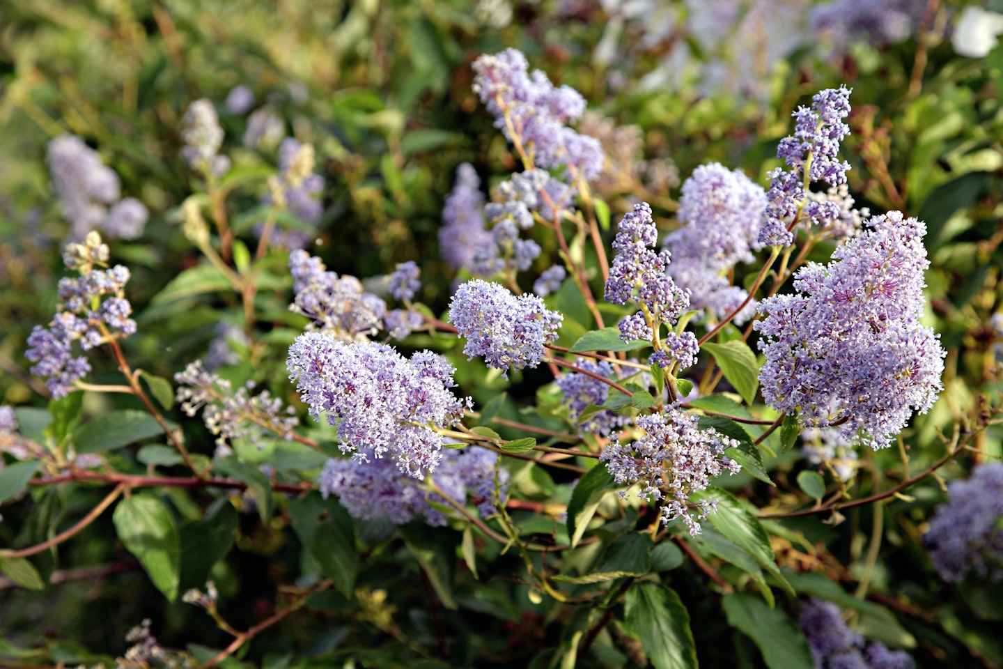 Ceanothus ‘Gloire de Versailles’  