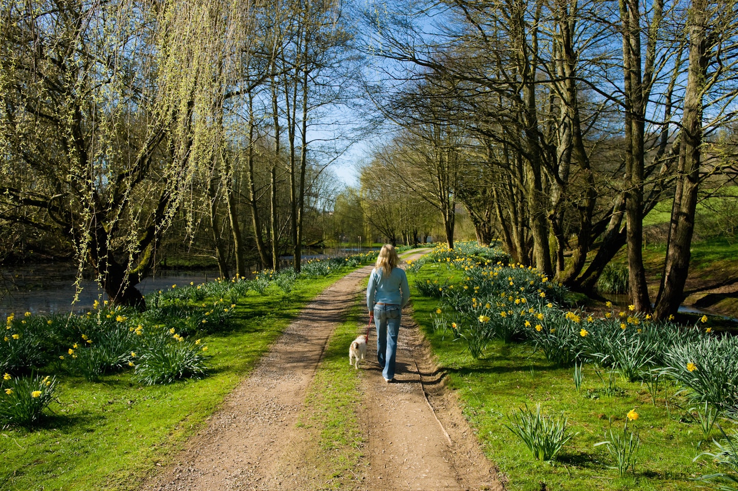 lady walking through field and daffodils