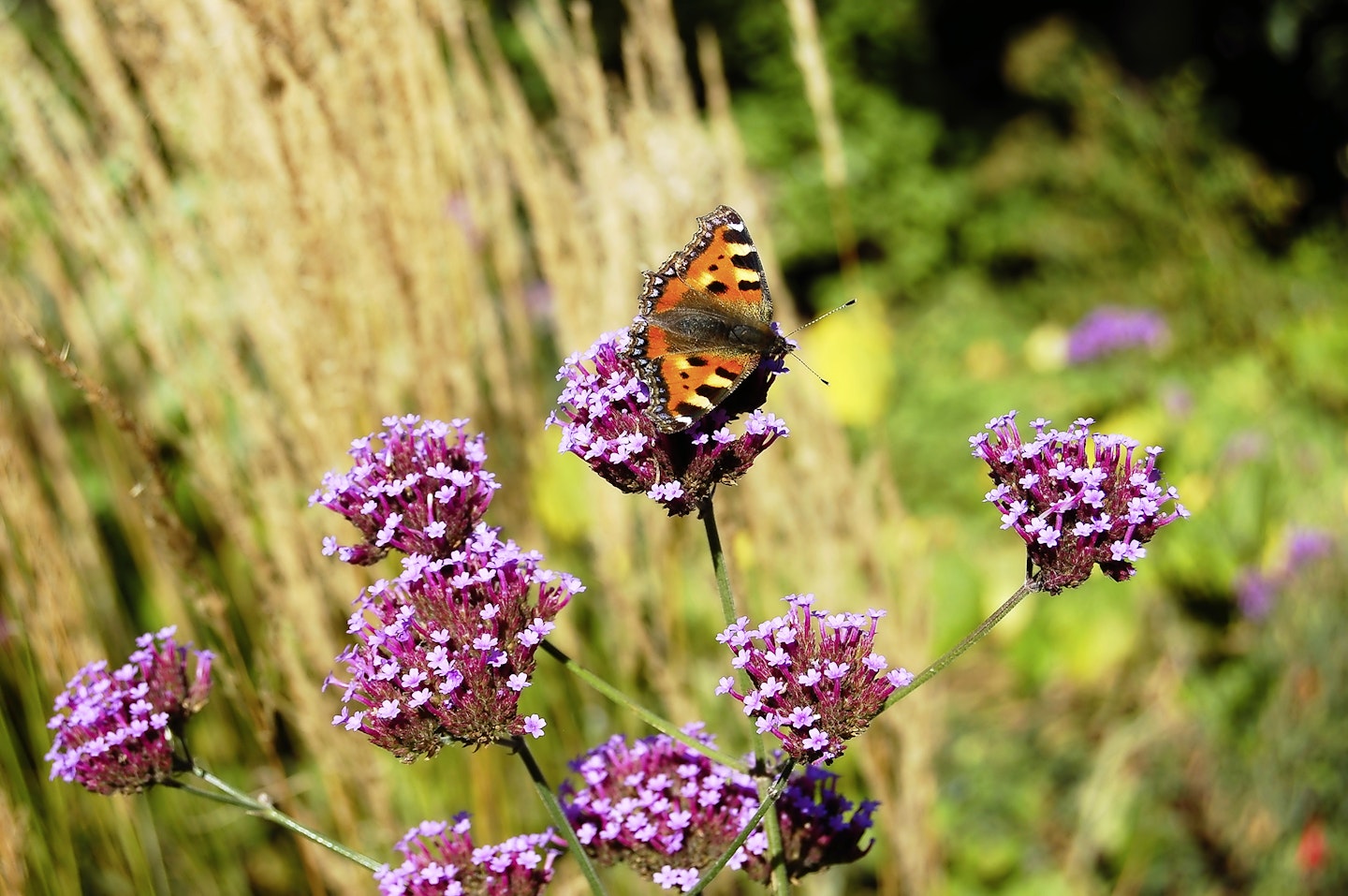 Verbena bonariensis