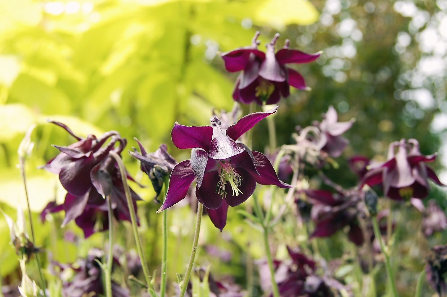 Aquilegia