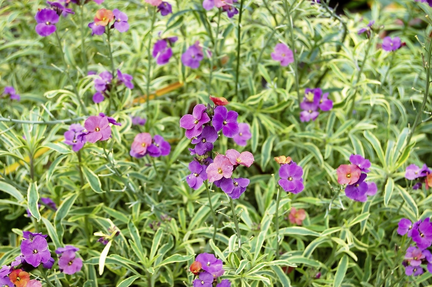 Erysimum