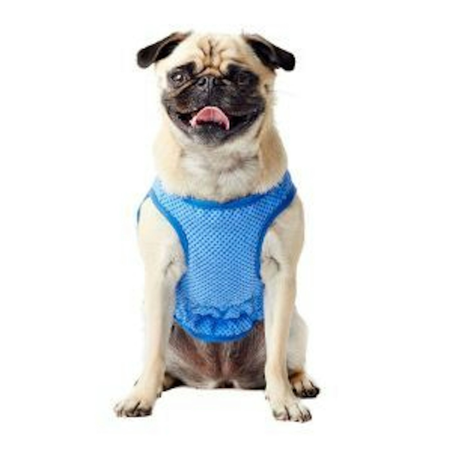 Best Sun Protection For Pets - Grazia
