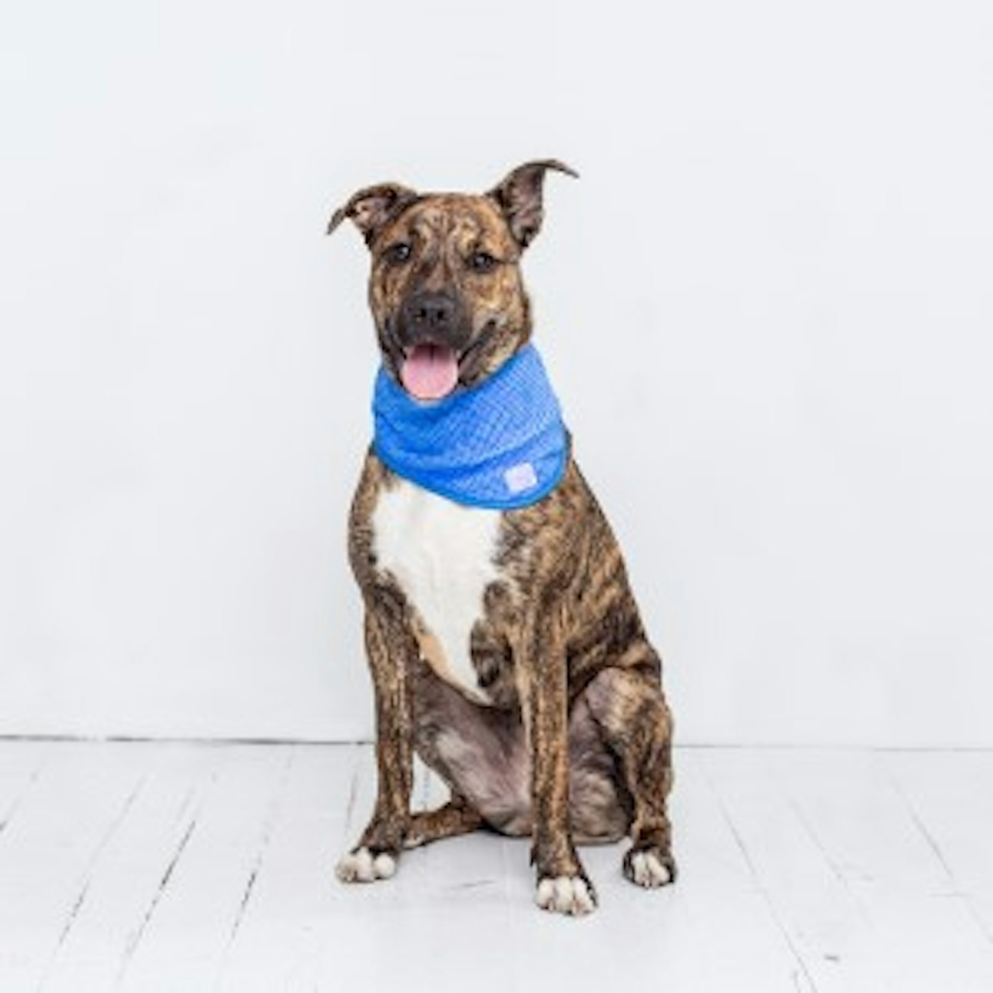 Best Sun Protection For Pets - Grazia