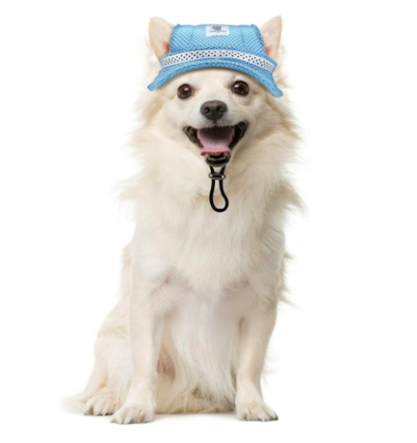Best Sun Protection For Pets - Grazia