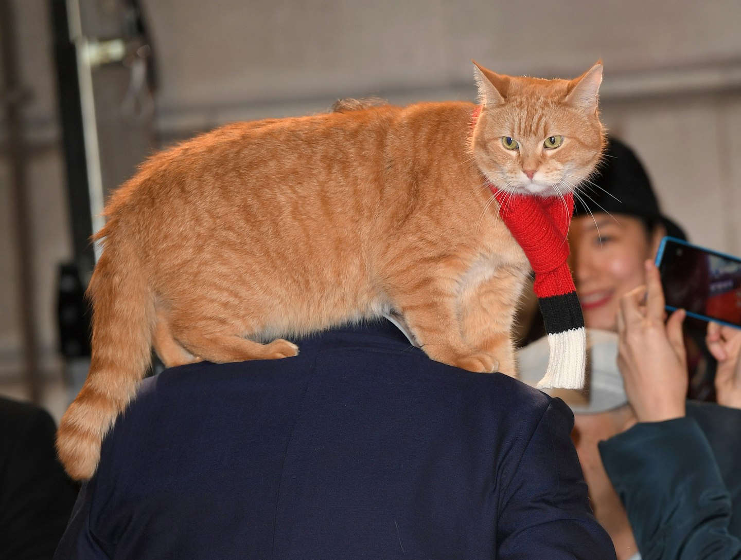 Street Cat Named Bob at his movie premier