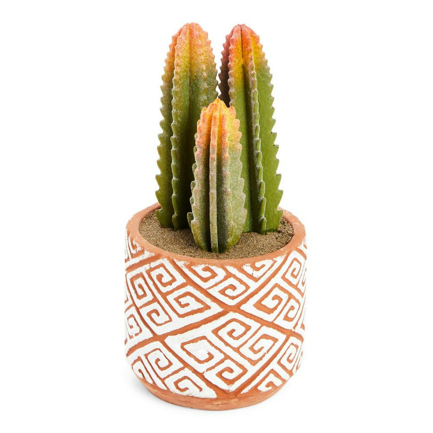 Cactus In Textured Pot £6