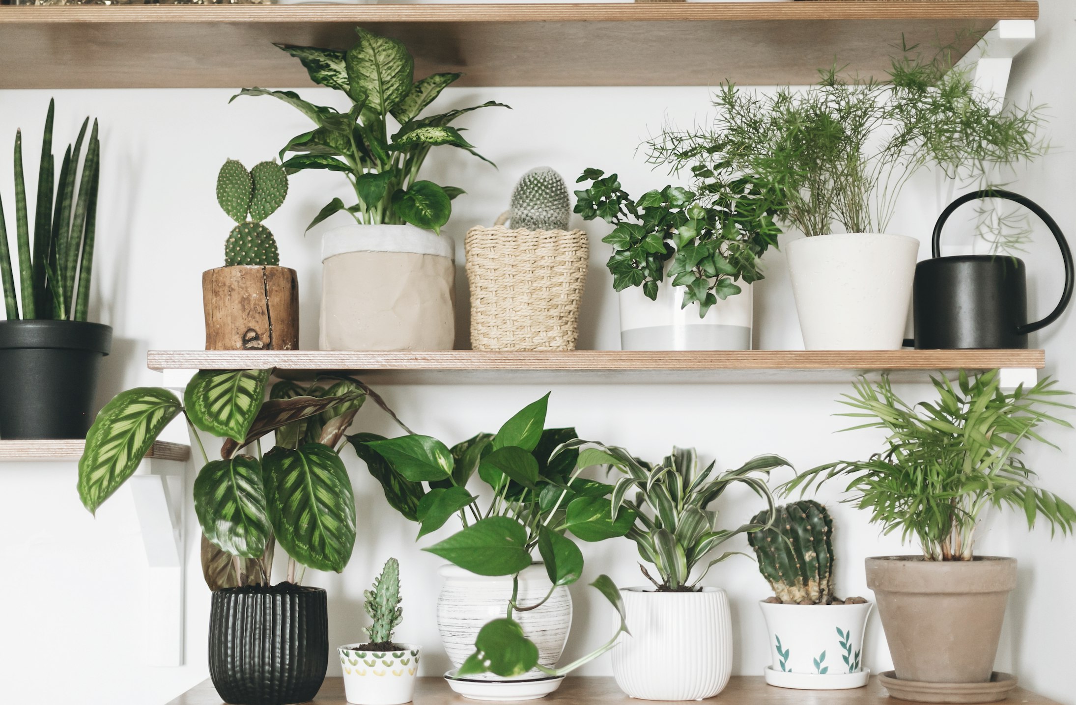 Best plant subscription boxes in the UK: Houseplants, vegetables