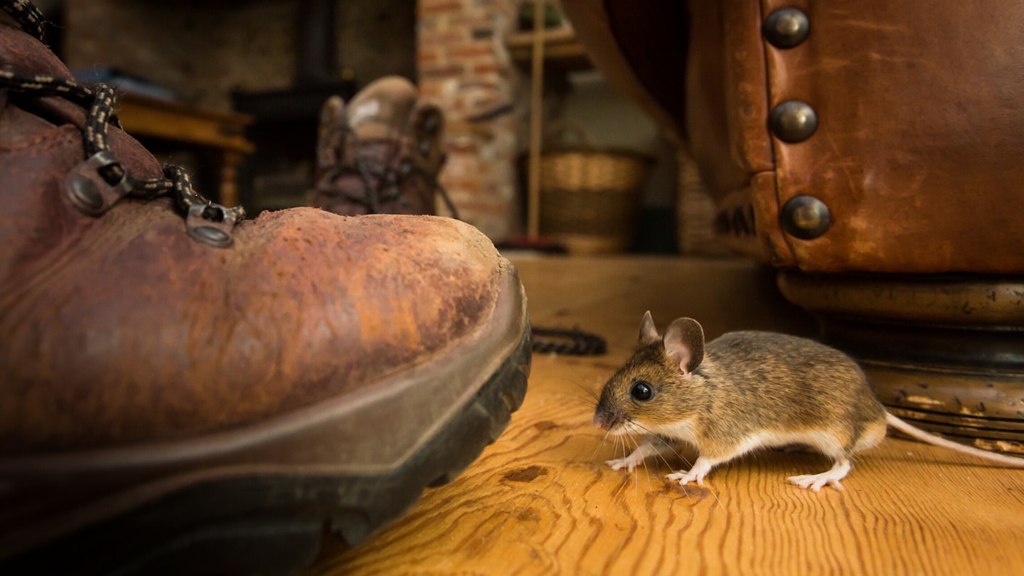 The best mouse traps that actually work (and are humane)