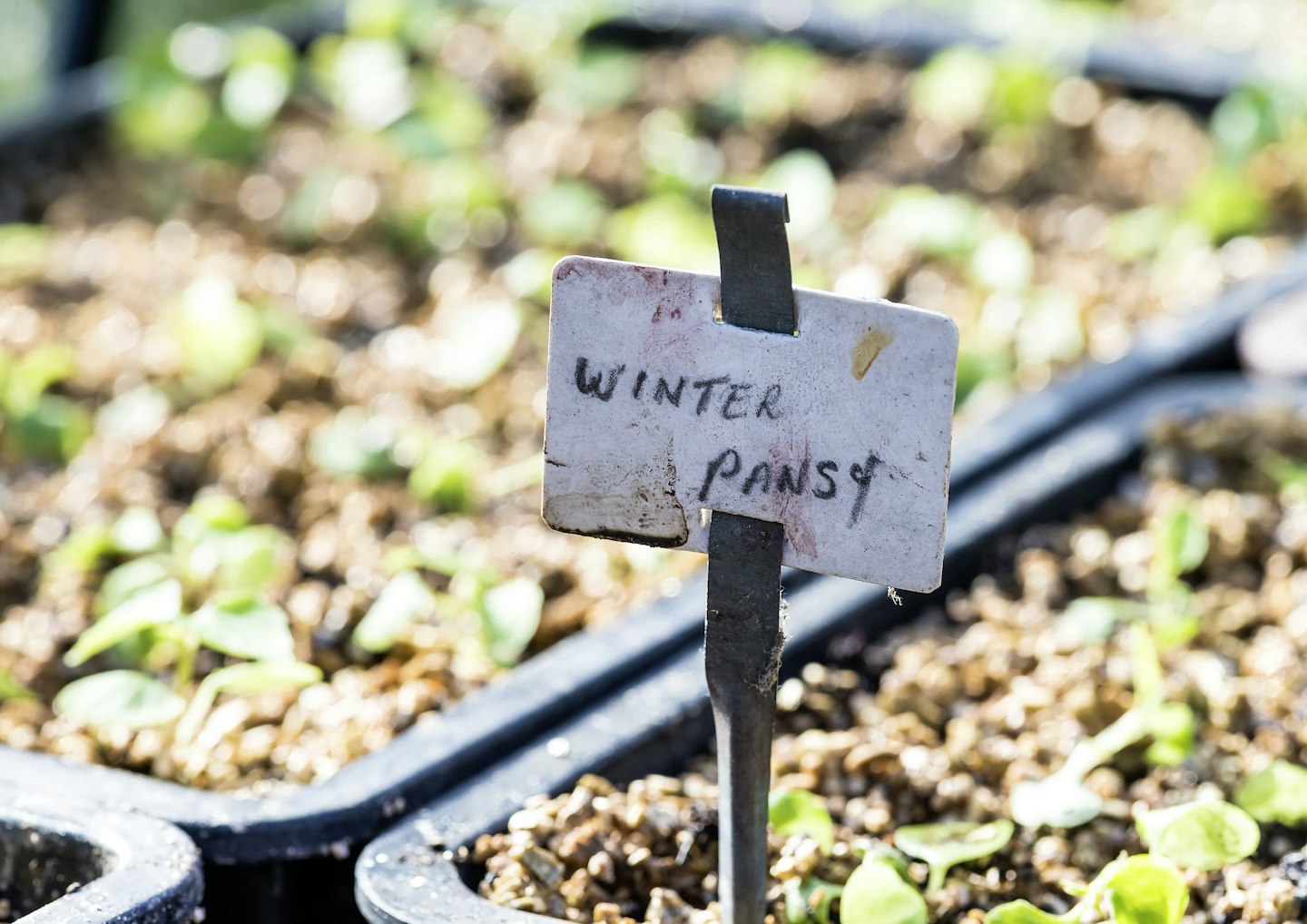Sow seed in trays