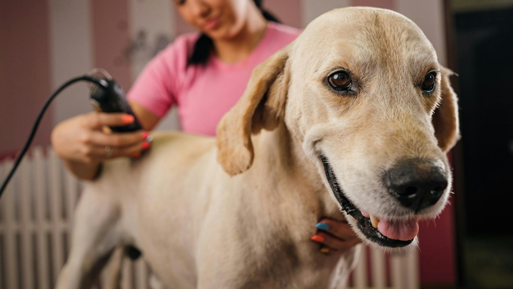The Best Dog Clippers