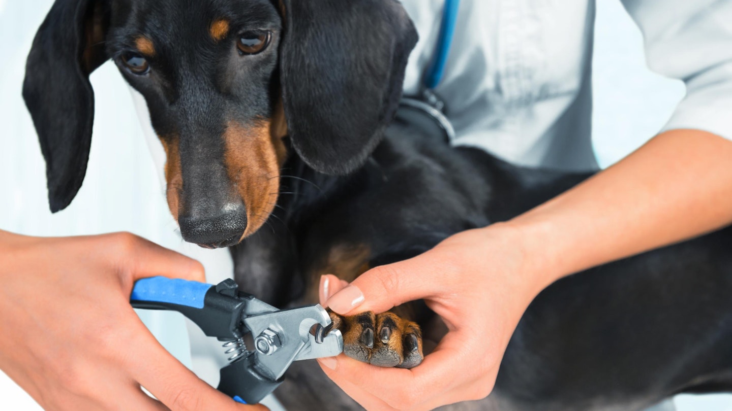 Best dog nail clippers