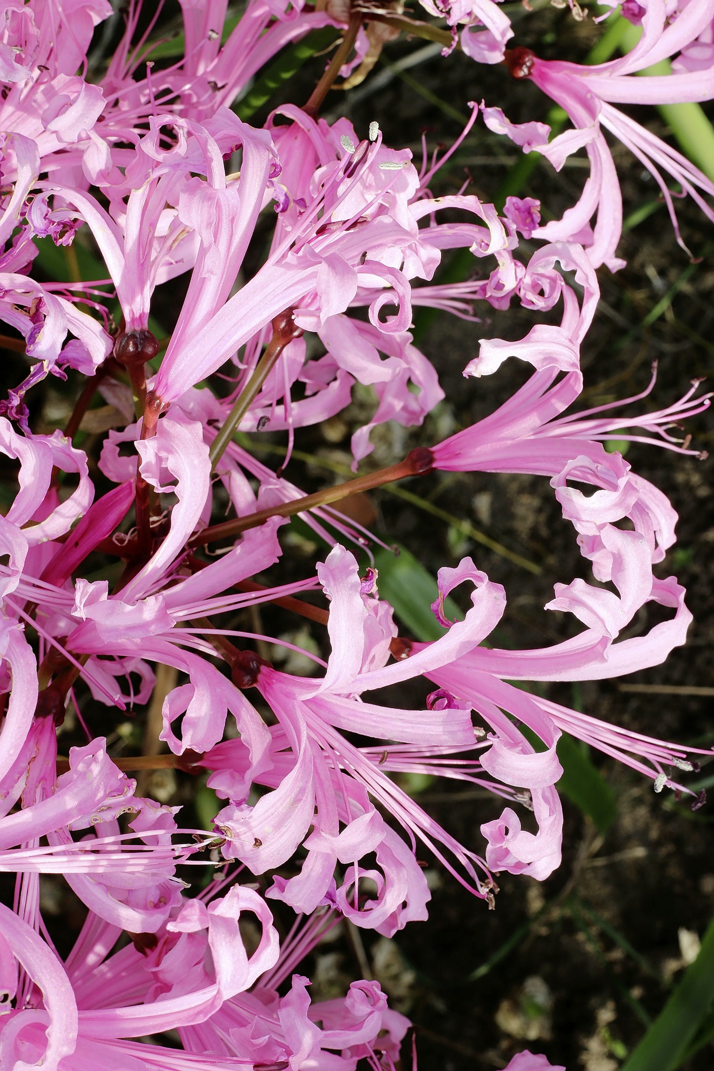 Nerine bowdenii