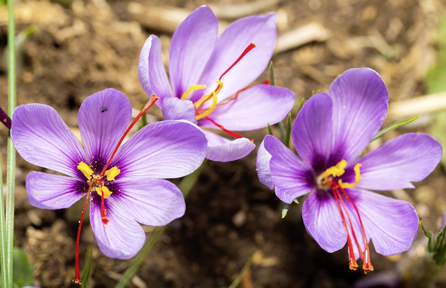 Crocus sativus