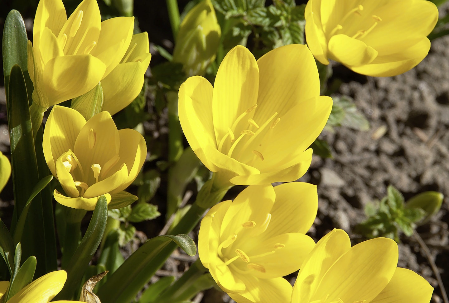 Sternbergia lutea