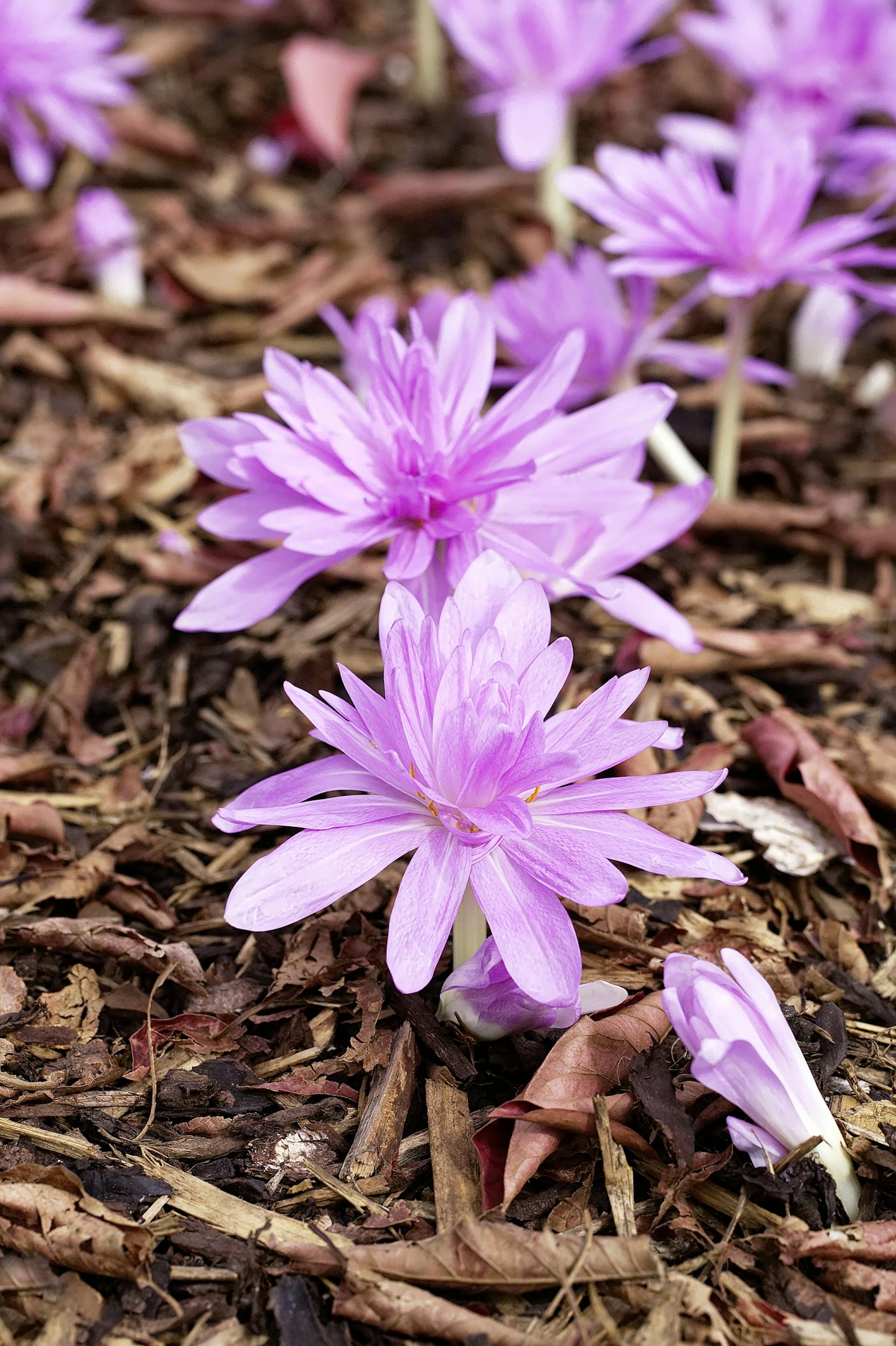 Colchicum ‘Waterlily’