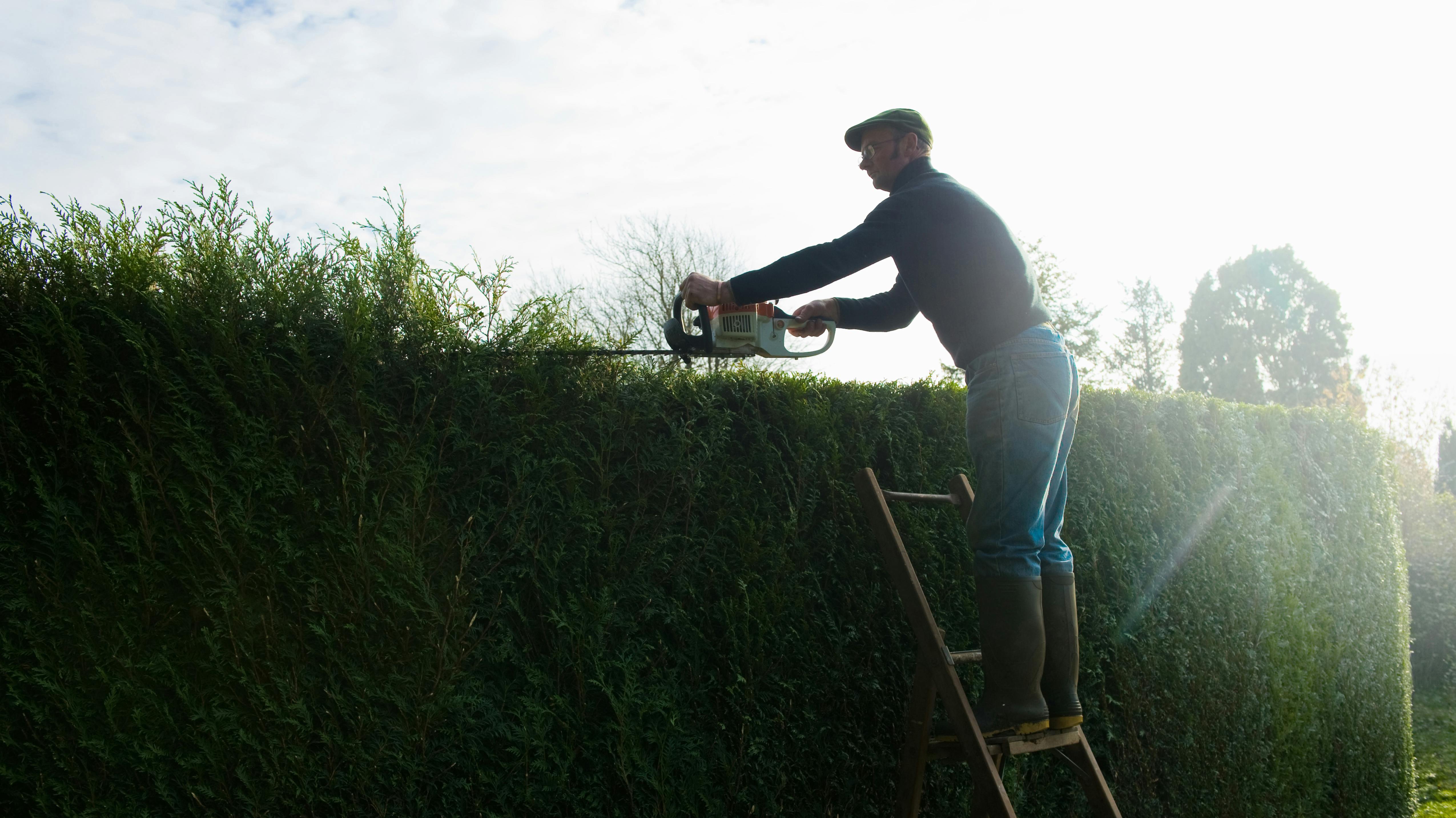 Best Hedge Trimmers