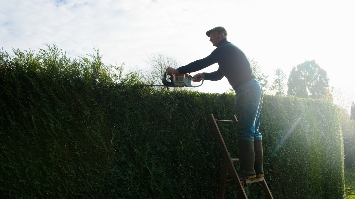 Man on ladder with hedge trimmers