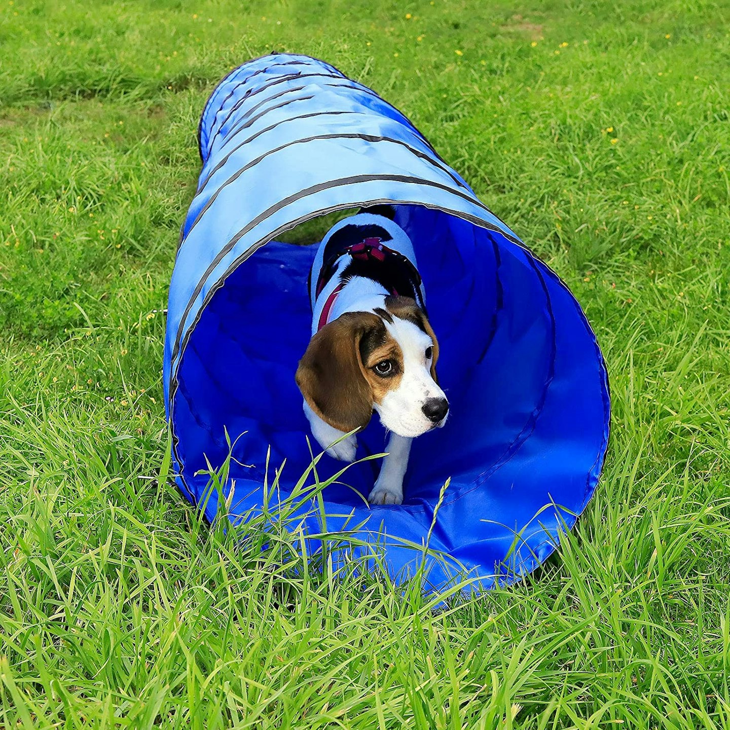 Dog Play Tunnel