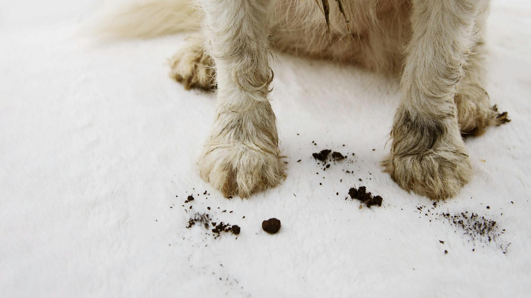The Best Carpet Cleaner For Homes With Pets