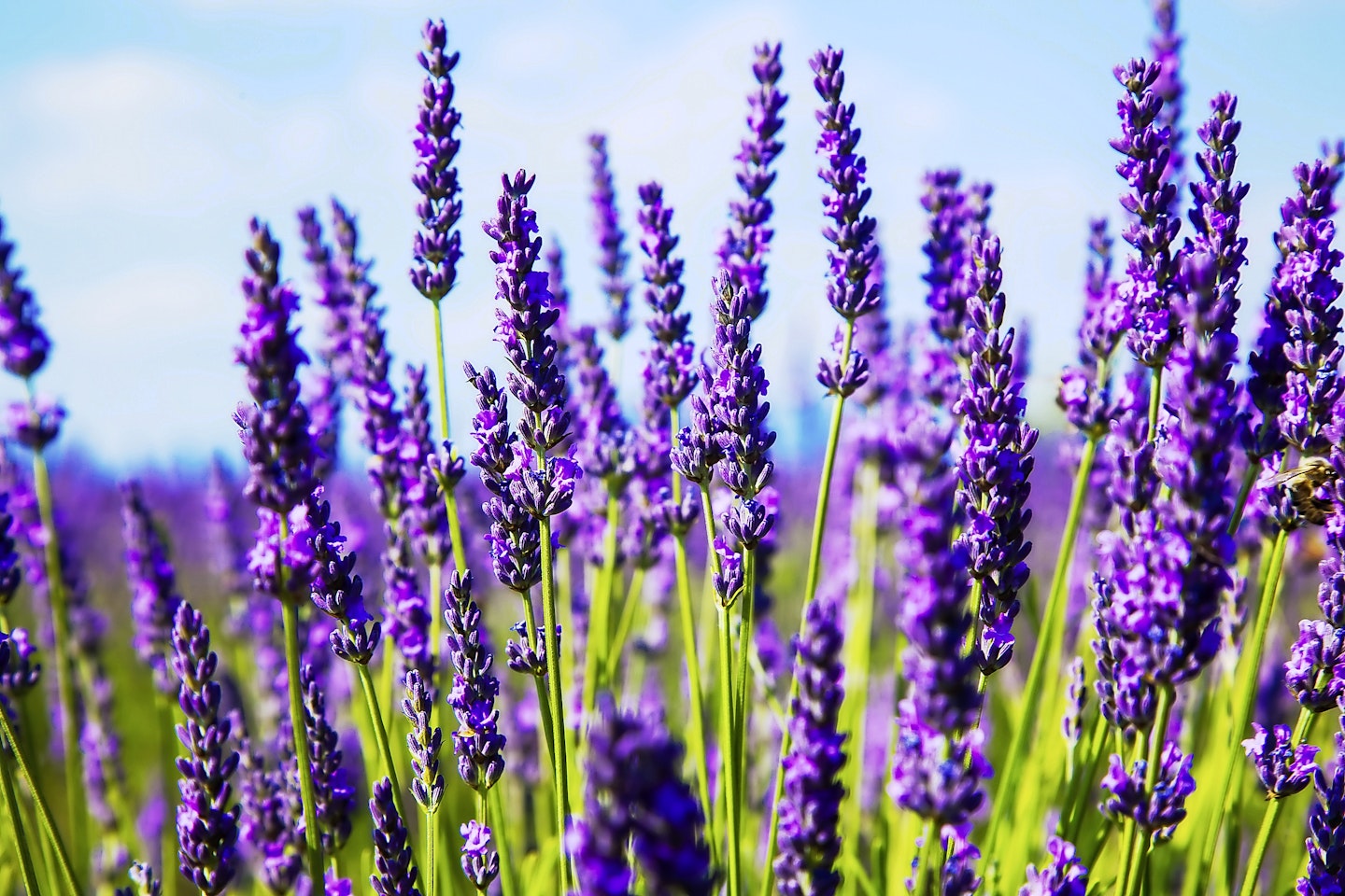 Lavender