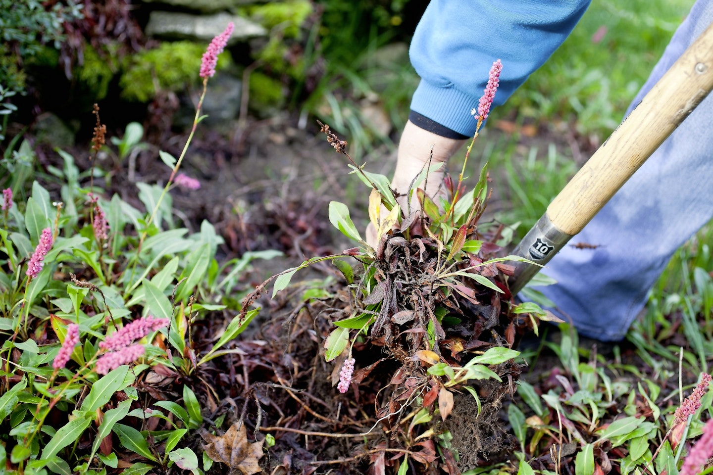 Tend to existing plants