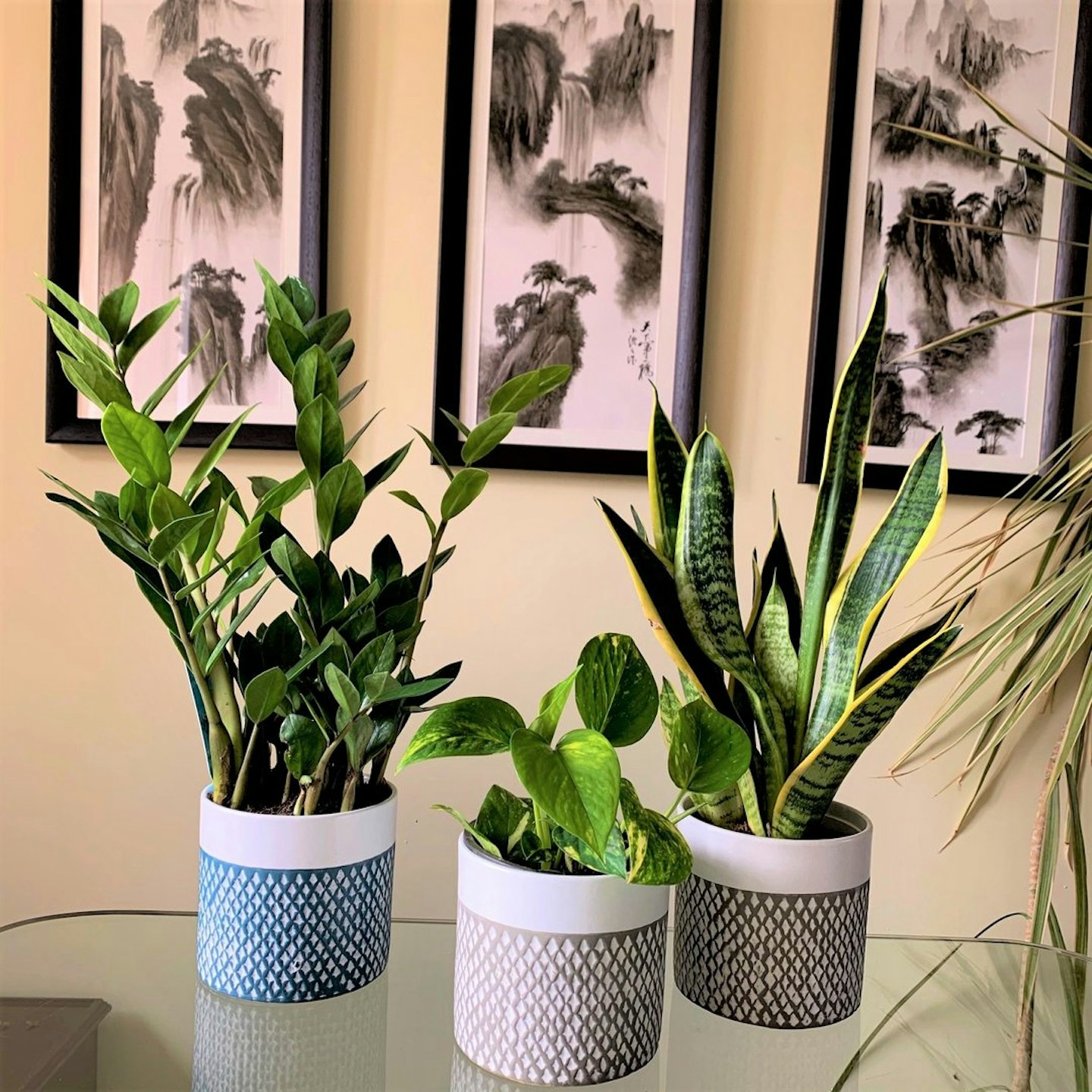 Plant Pet Club