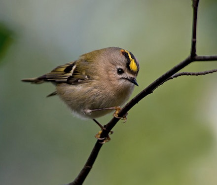 Popular British birds you’ll likely find in your garden! | Leisure | Yours