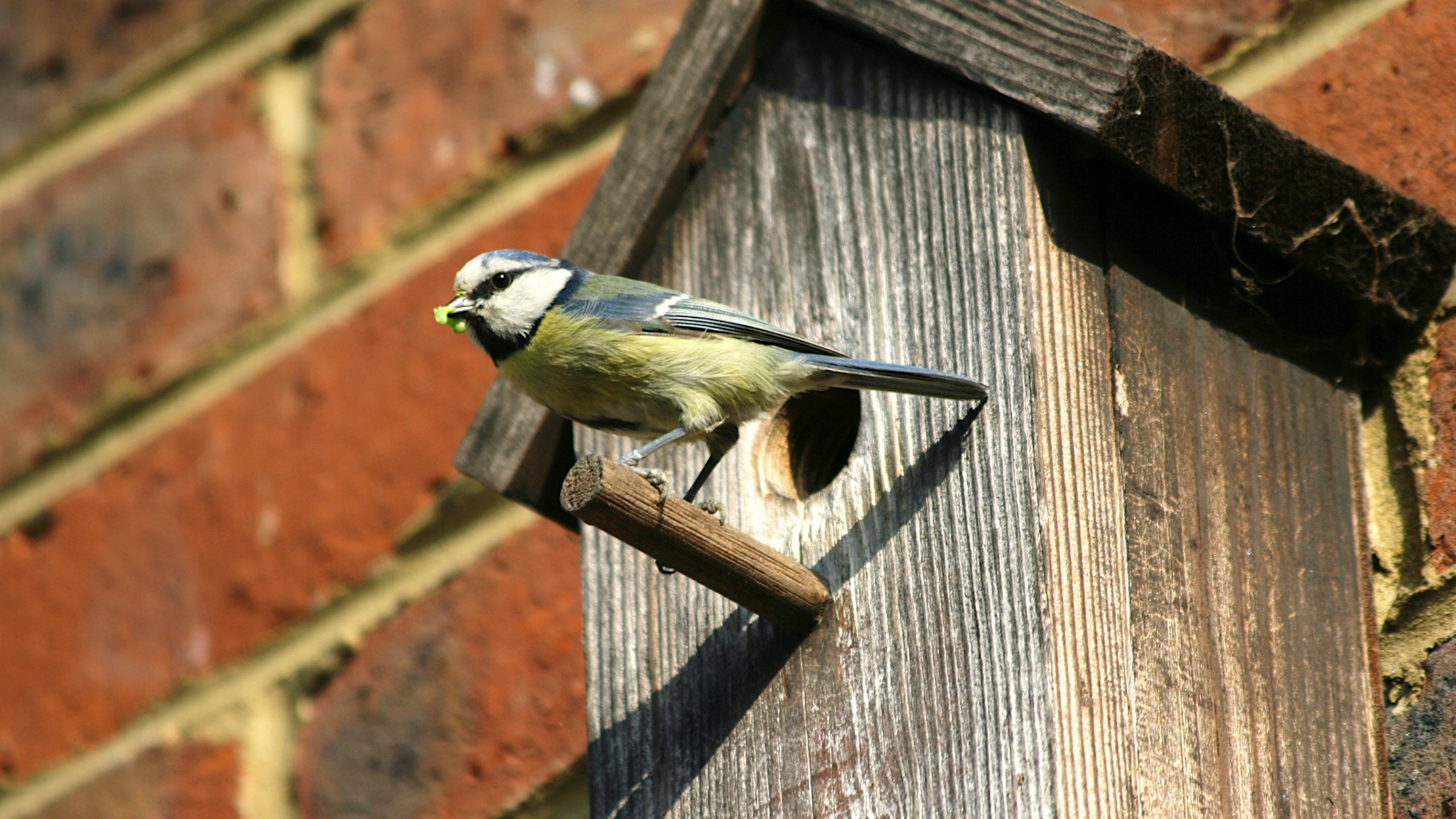 The best bird box cameras