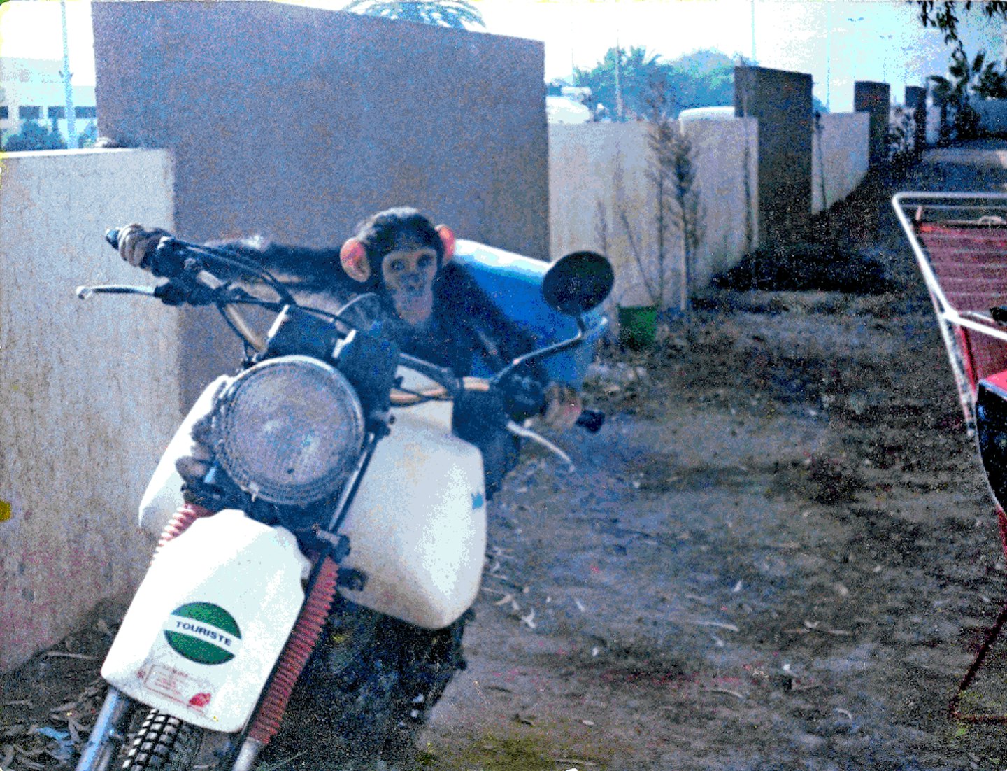 GOING APE IN THE EIGHTIES