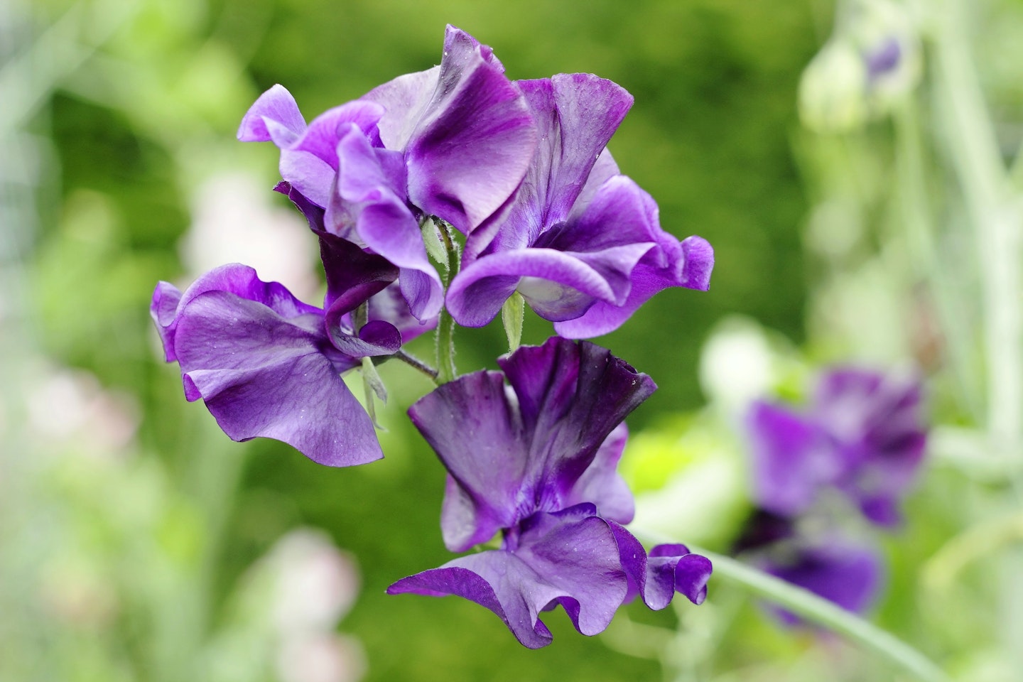 Sweet pea 'Joyce Stanton'