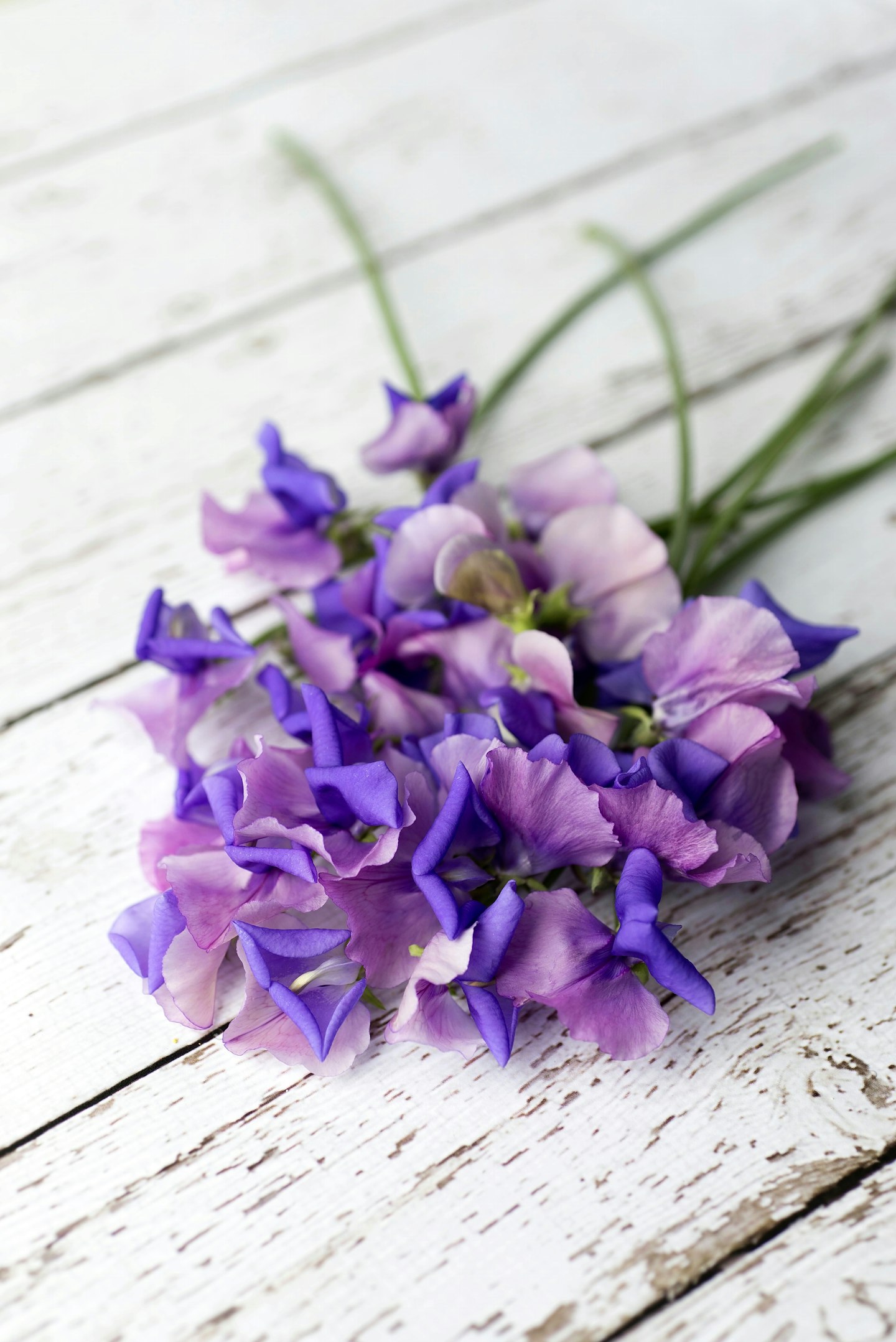 Sweet pea 'Erewhon'