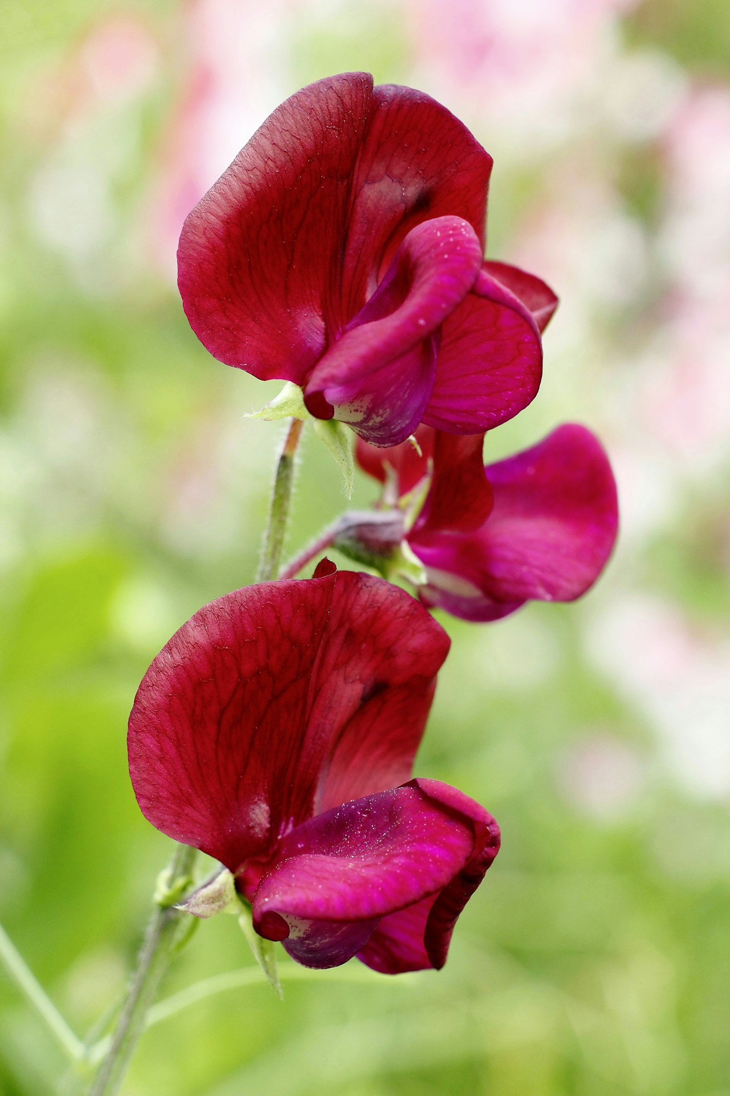 Sweet pea 'Black Knight'