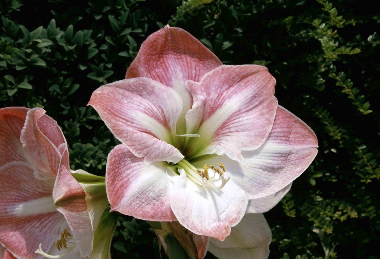 Hippeastrum 'Apple Blossom'