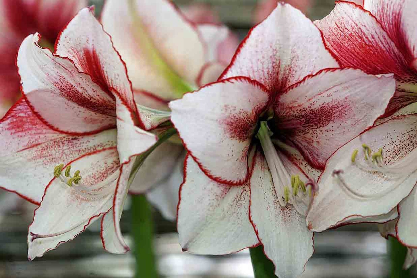 Hippeastrum 'Charisma'