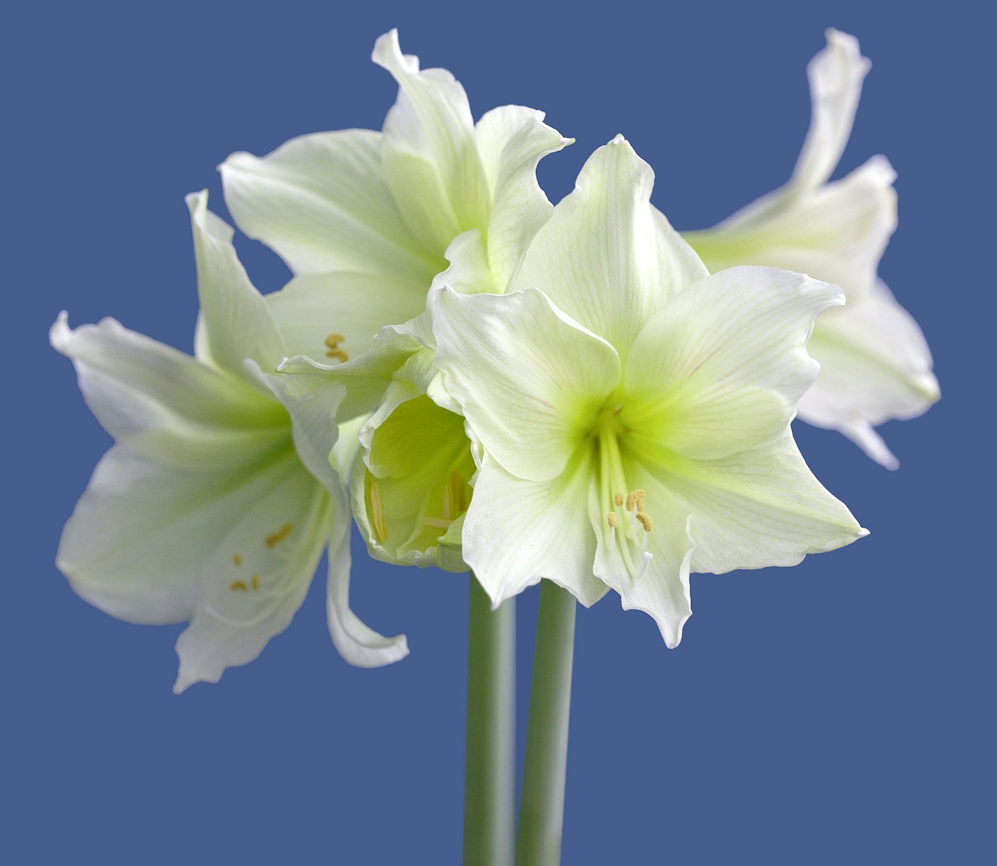 Hippeastrum 'Lemon and Lime'