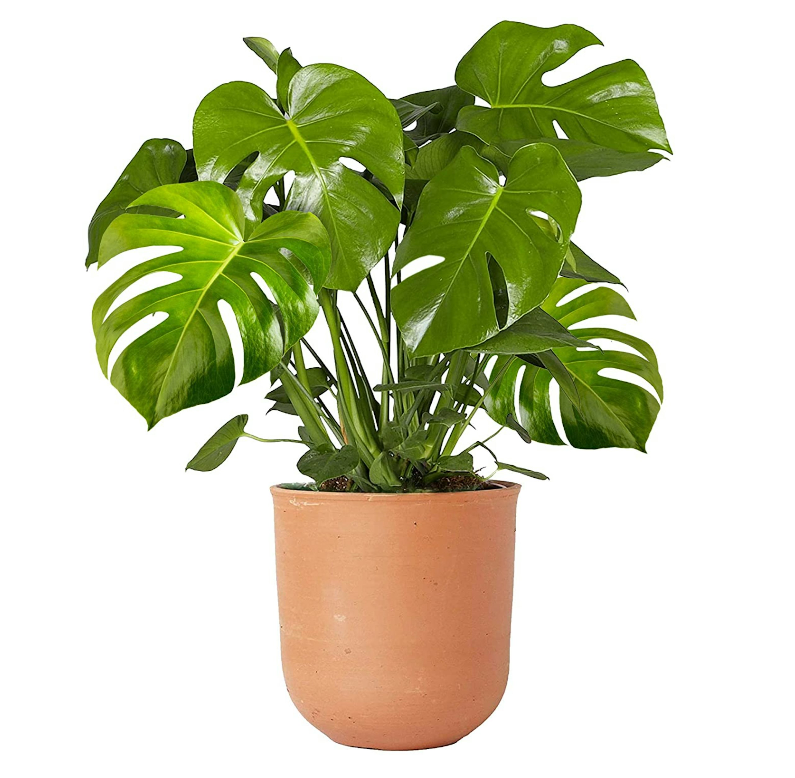 Indoor 40-50cm Potted | Monstera Deliciosa Swiss Cheese Plant