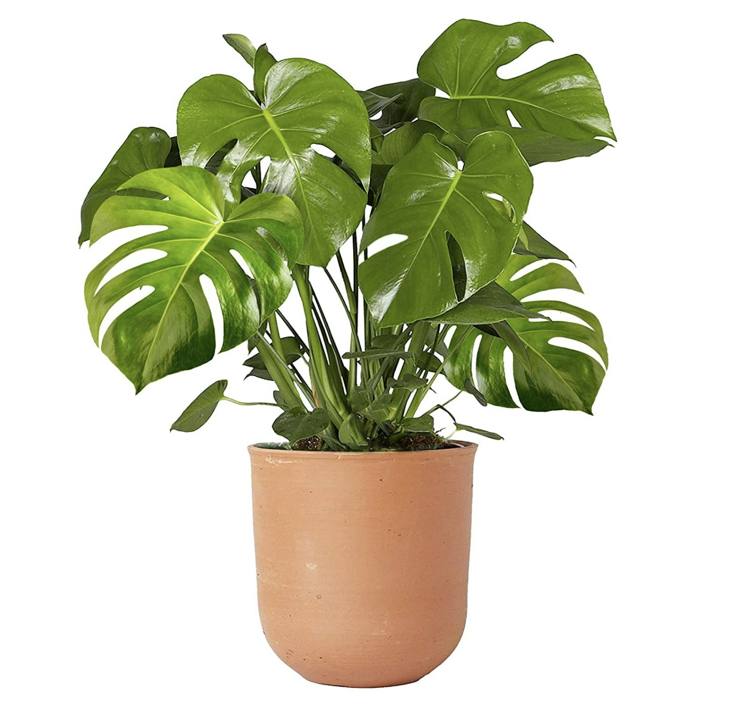 Indoor 40-50cm Potted | Monstera Deliciosa Swiss Cheese Plant