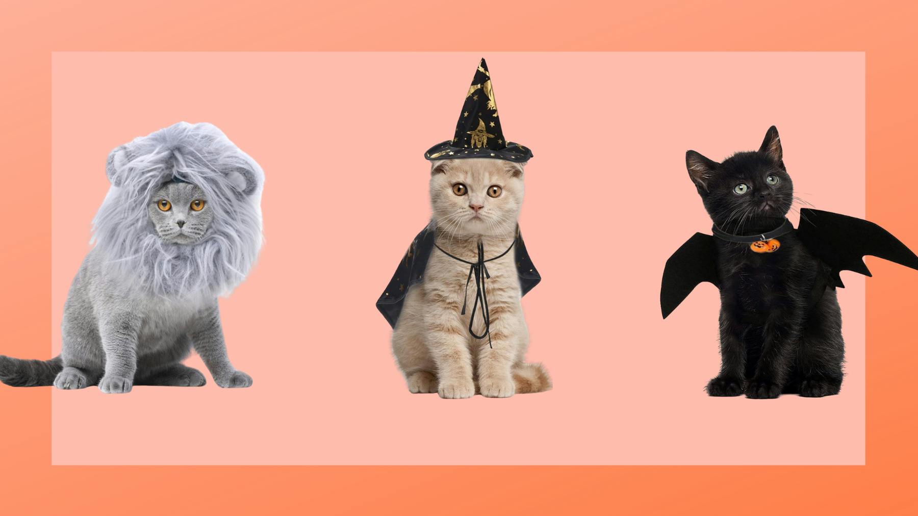 The Best Halloween Costumes For Cats