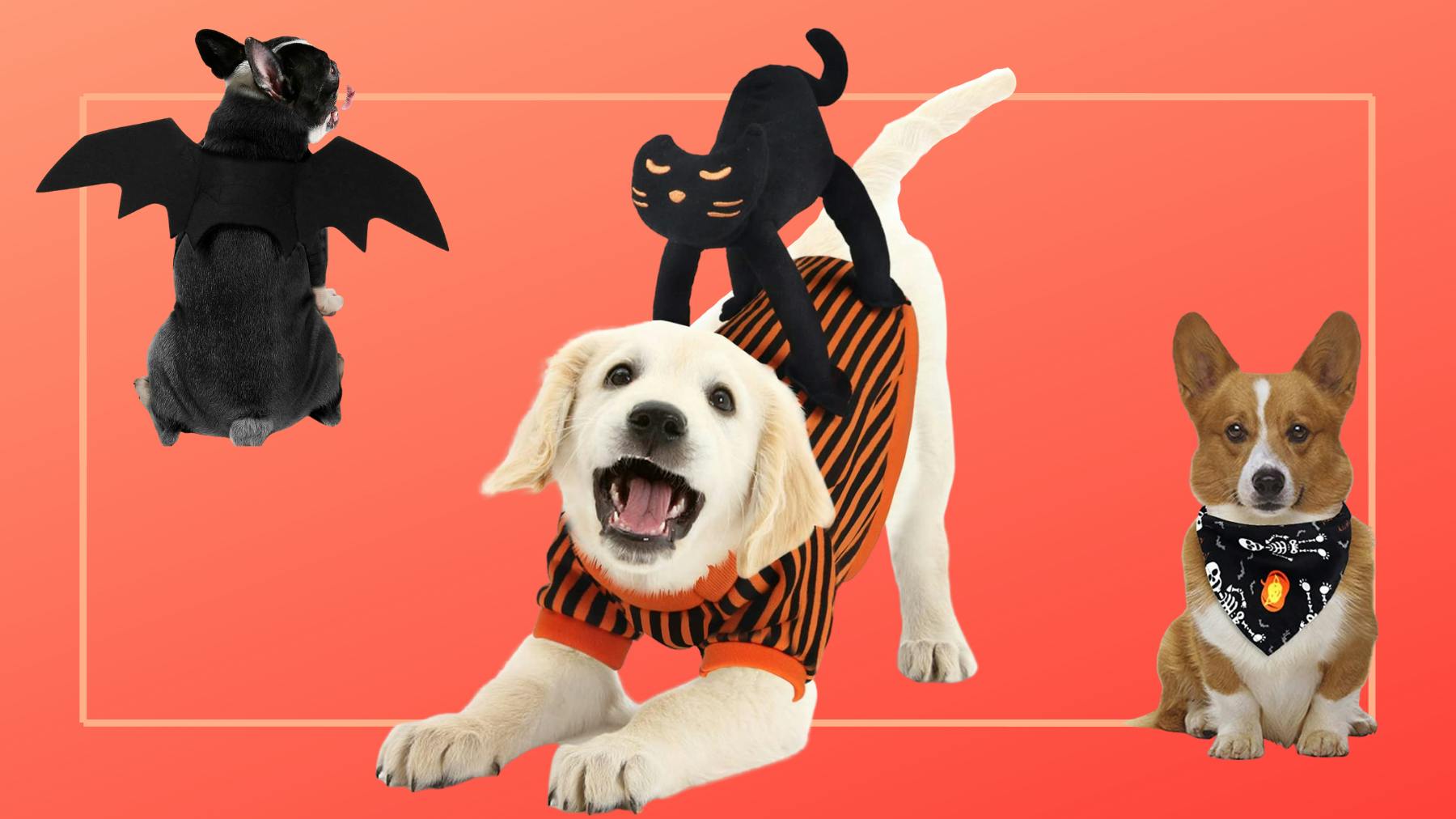 The Best Dog Halloween Costumes