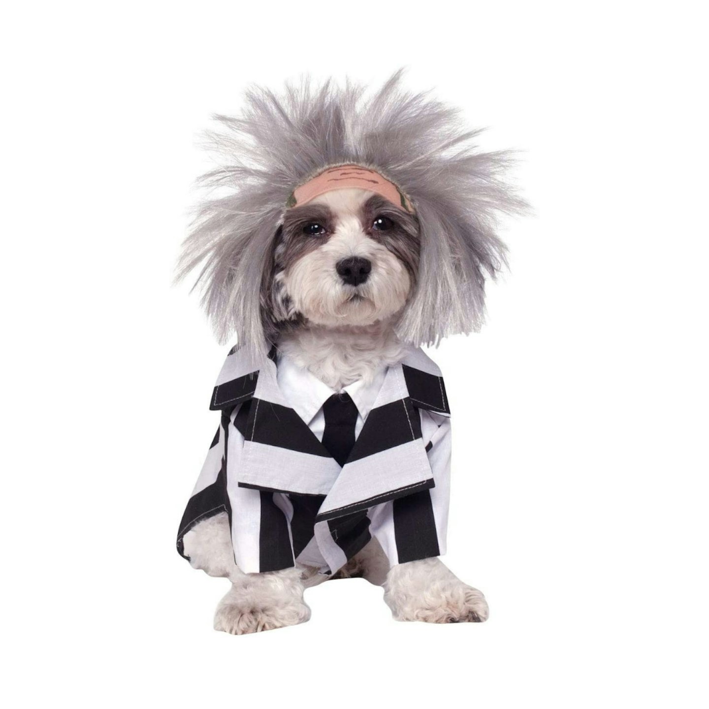 Official Rubie's Beetlejuice Halloween Pet Dog Costume