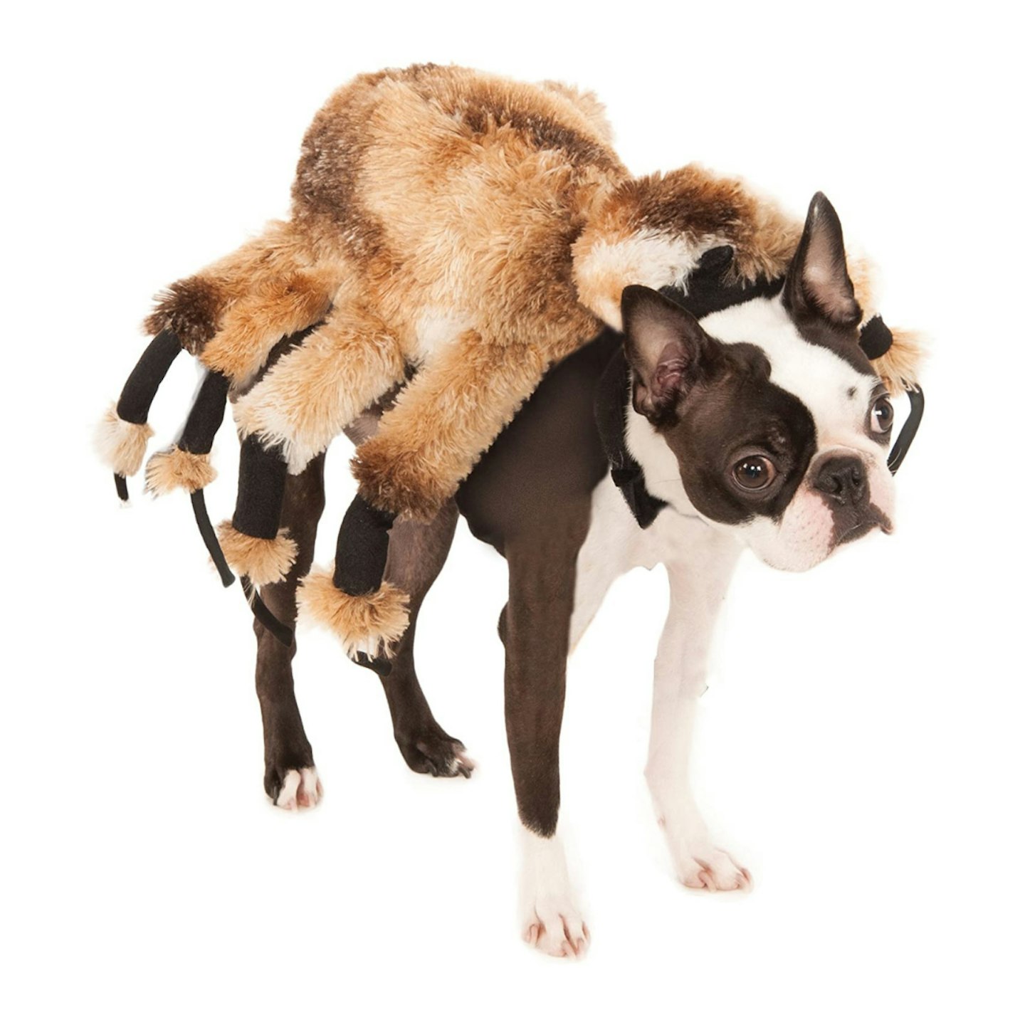 Rubie's 580358M Official Giant Spider Pet Dog Halloween Costume
