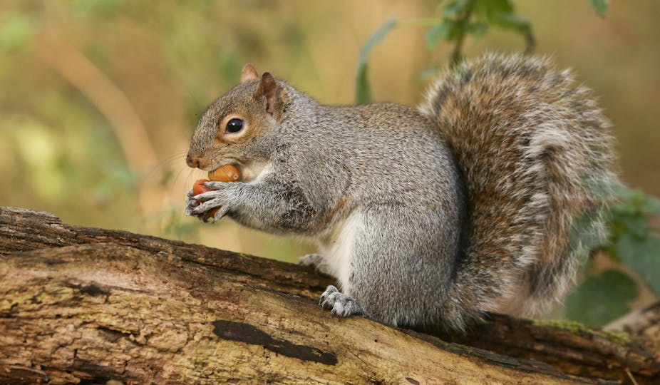 What do squirrels eat? | Life | Yours